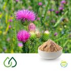 St. Mary's Thistle  4:1 Dry Extract by Plantex