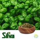 cut leaf basil