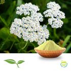 Yarrow Flower Powder by American Botanicals