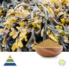 Kelp Extract 5:1 by KS Nutripharma