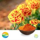Lutein 20% Powder HPLC by CCGB