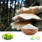 Organic Oyster Mushroom Powder by Biosan