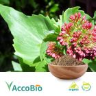 Organic Valerian Extract by AccoBio