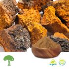 Organic Chaga- Inonotus Obliquus