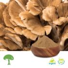 Organic Grifola Frondosa (Maiitake)