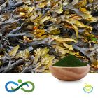 Seaweed Powder by Shandong Premium Select Foods