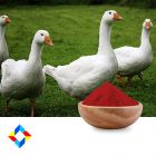 Vitamin B12 Feed Grade 1% HPLC with Starch by Kingvit