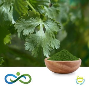 Conventional Coriander Powder by Shandong Premium Select Foods