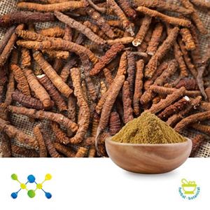 Cordyceps Extract 4% Cordycepic Acid by Undersun Biomedtech 