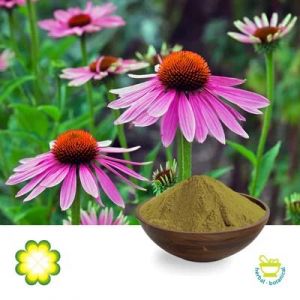 Echinacea Angustifolia Extract Echinacoside 4% HPLC by Rainbow