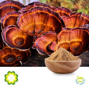 Reishi Mushroom 10% Polysaccharides by Rainbow