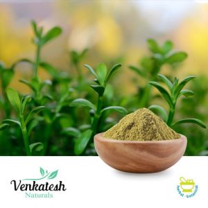 Bacopa Monnieri P.E. 50% Bacosides by Venkatesh Naturals