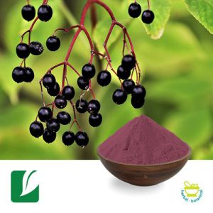 Black Elderberry Extract 10:1 by Longze Biotechnology