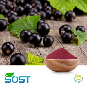 Blackcurrant Powder by SOST