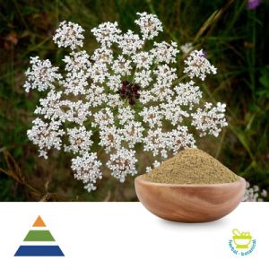 Cnidium Monnieri Extract Powder by KS Nutripharma