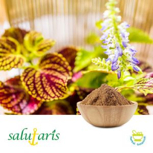 Coleus Extract 10% Powder by  HPLC by Salutaris