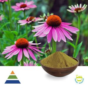 Chicoric Acid 4% HPLC (Echinacea Purpurea Extract) by KS Nutripharma