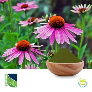 Echinacea Extract 4% Polyphenols by Botanic Healthcare