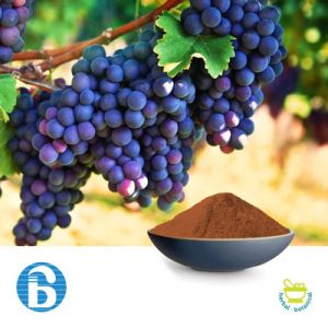 Grape Seed Extract 95% PC by BannerBio