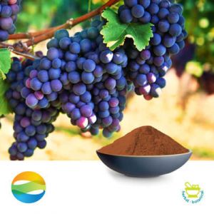 Grape Seed Extract 95 (EUR) by CCGB
