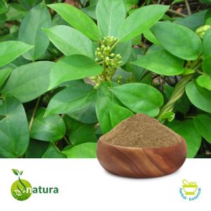 Gymnema Sylvestre P.E. 25% by Natura Biotechnol