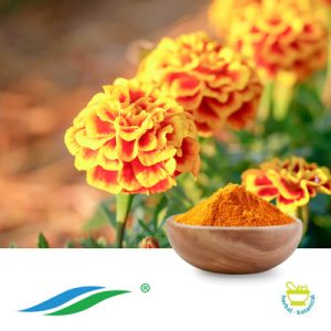 Marigold Extract 10%-80% Lutein HPLC by Hunan NutraMax