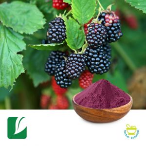 Mulberry Extract 5% Anthocyanidins by Longze Biotechnology
