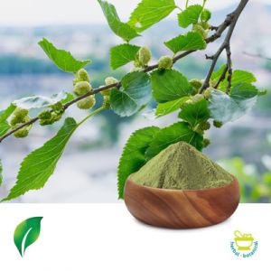 Mulberry Leaf Extract 5:1 by Sunnycare
