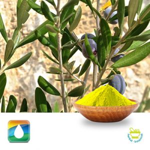 Olive Leaf Extract 20% Oleuropein (HPLC Indofine) by Monteloeder