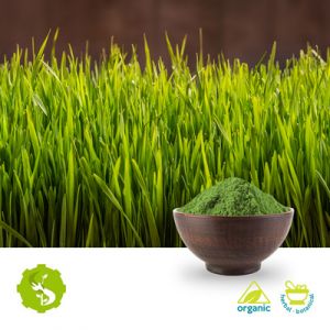 Organic Wheat Grass Powder by Hunan Essence
