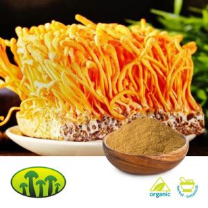 Organic Cordyceps Militaris Powder by Biosan