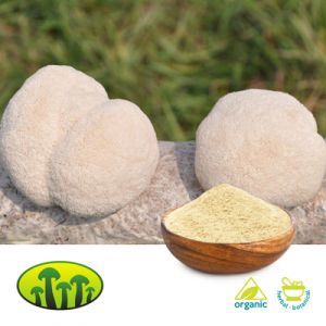 Organic Lion’s Mane Extract 8:1 by Biosan