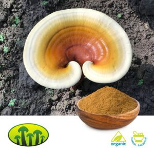 Organic Reishi Extract 15:1 by Biosan