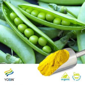 Pea Protein Isolate 80% (Organic) by Yosin