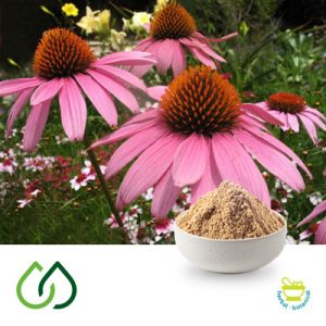 Purple Coneflower 4:1 Dry Extract by Plantex