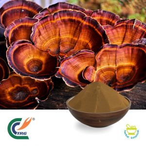 Reishi Mushroom Extract 35% Polysaccharides by TRG