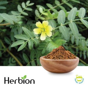 Tribulus Terrestris P.E. 40% Saponins by Herbion Naturals