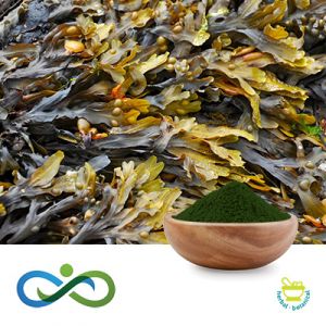 Seaweed Powder by Shandong Premium Select Foods